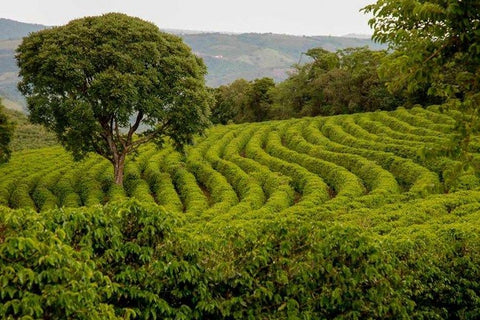 Single Origin Favorites Sample Pack